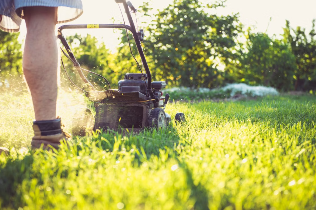4 Sunlit Courtyard Lawn Revitalization & Controlled-Height Mowing Service - Image 1